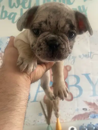 English follow Magnifiques chiots Bouledogues Français à vendre ! Tous nos chiots sont nés et élevés...