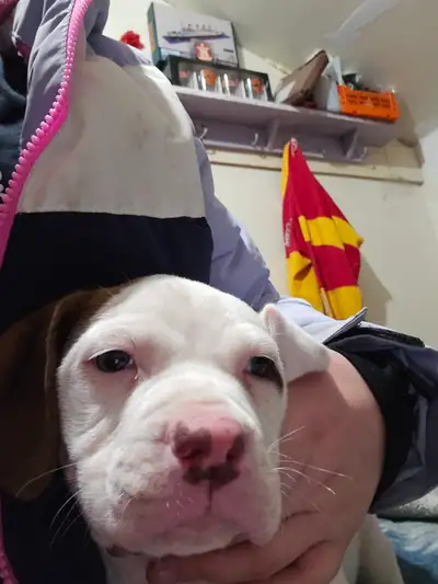 Puppies for sale, View more