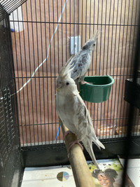 Cockatiel for Rehoming