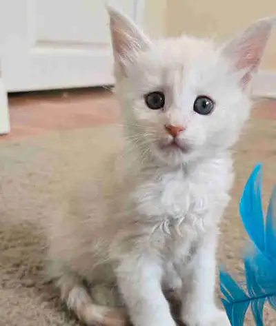 pedigree mainecoon kittens, View more