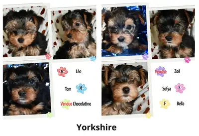 Magnifique Yorkshire (Négociable), View more
