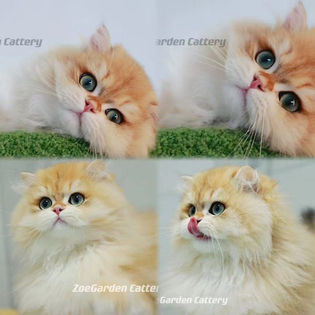 Pure breed cute kittens in Cats & Kittens for Rehoming in Richmond - Image 4