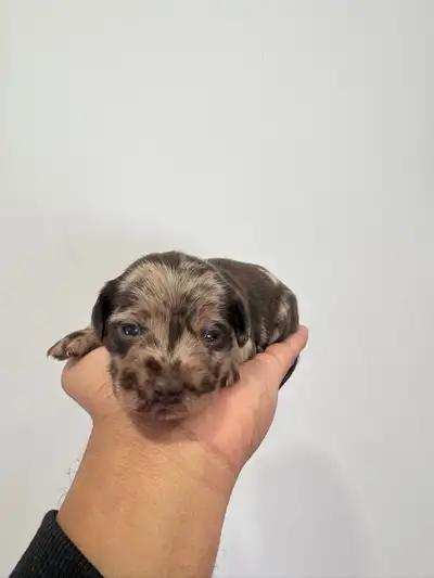 Chiweenie Puppies for Sale - READY ON CHRISTMAS, View more