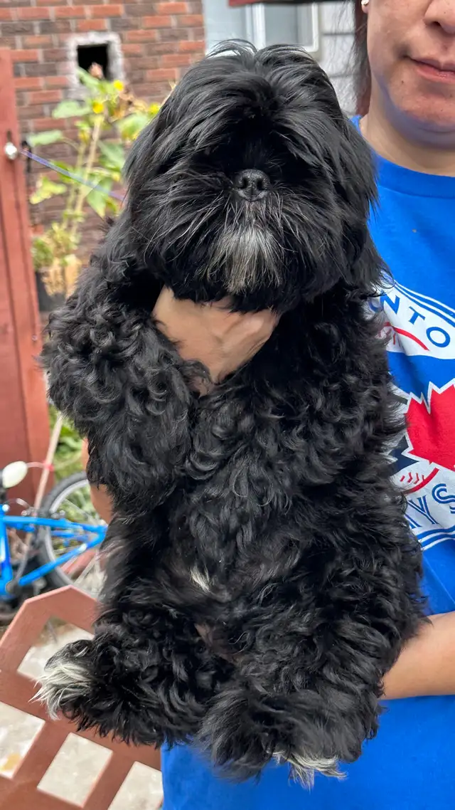 Shih tzu puppies 2 left in Dogs & Puppies for Rehoming in Vernon - Image 3