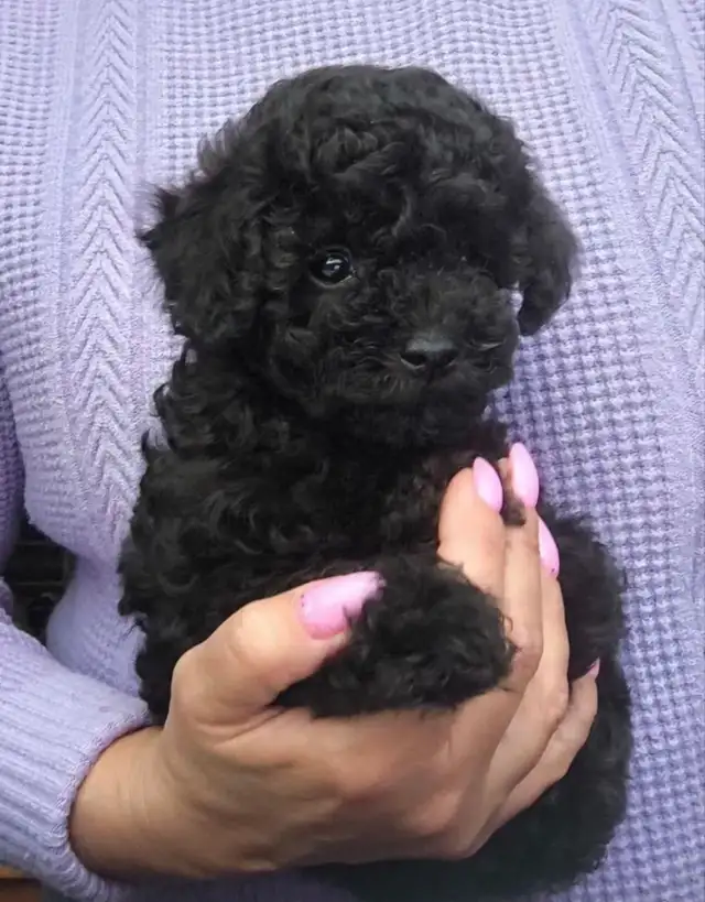 Pure  toy poodles in Dogs & Puppies for Rehoming in City of Toronto - Image 4