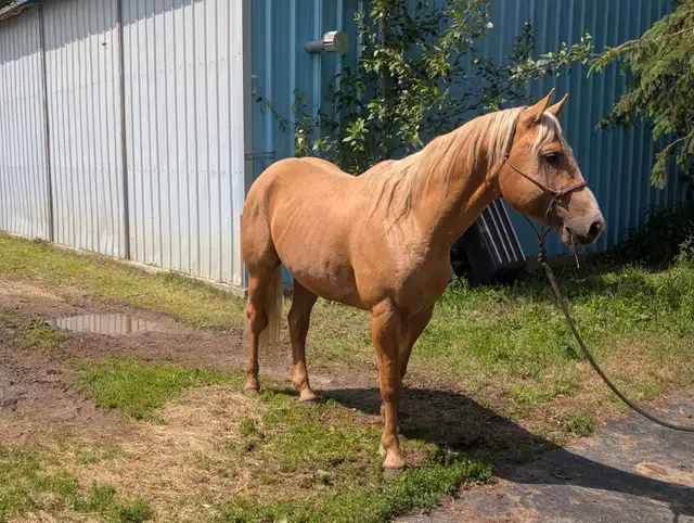 Registered Quarter horse, Palomino Stallion !! in Horses & Ponies for Rehoming in Edmonton - Image 9
