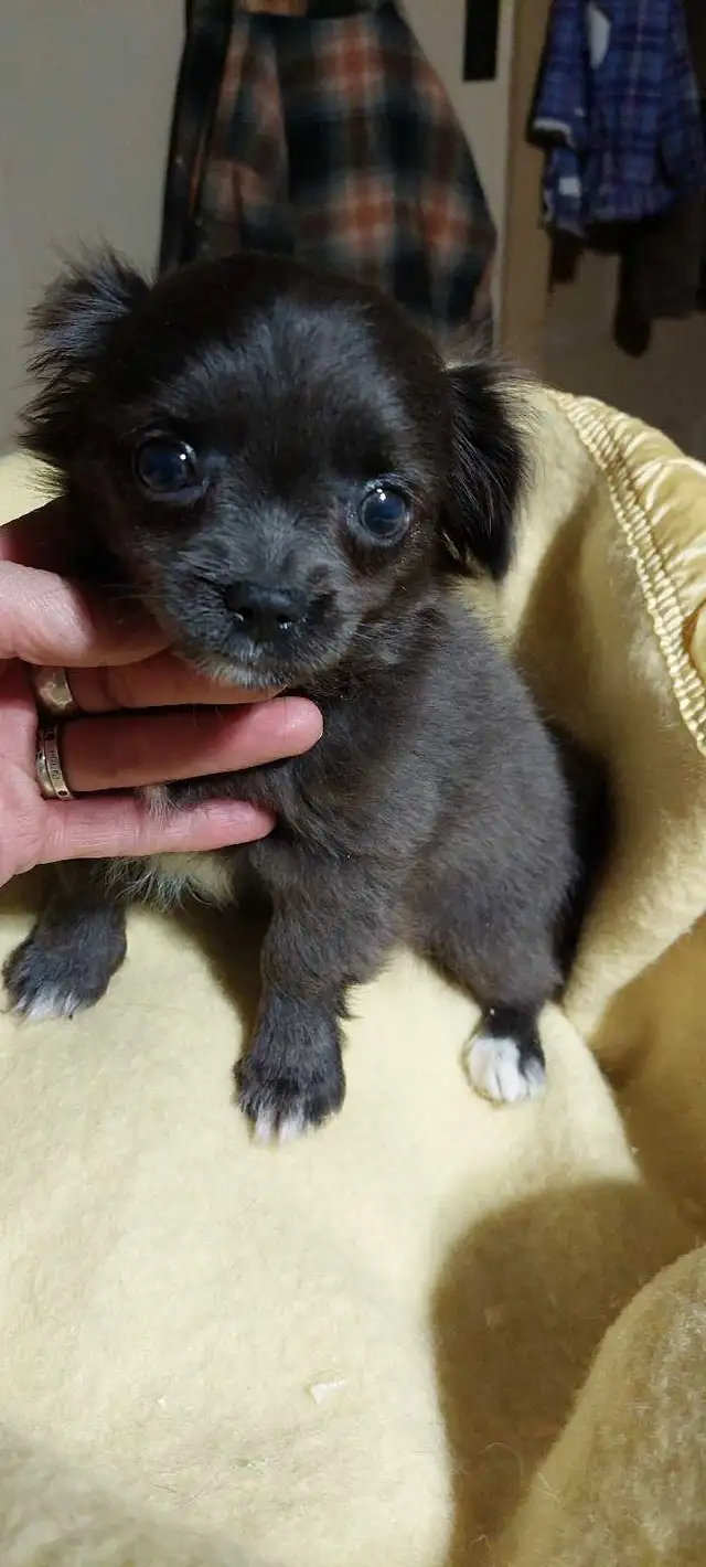 Chihuahua pups One Long haired and One short haired in Dogs & Puppies for Rehoming in Fredericton - Image 2