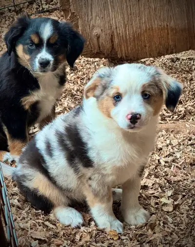 Mini Aussie X Aussalier , View more