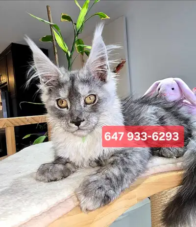 Gigantic Maine Coons☎️ (647) 933-6293, View more