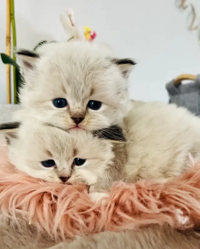 Chatons Ragdoll (pure race)❤️Scottish(pure race)❤️males et feme in Cats & Kittens for Rehoming in Laval / North Shore - Image 11