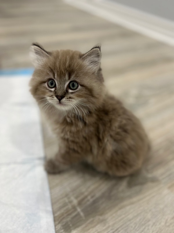 Cute and playful pure Ragdoll kittens! (2 males & 1 female left) Cats & Kittens for Rehoming