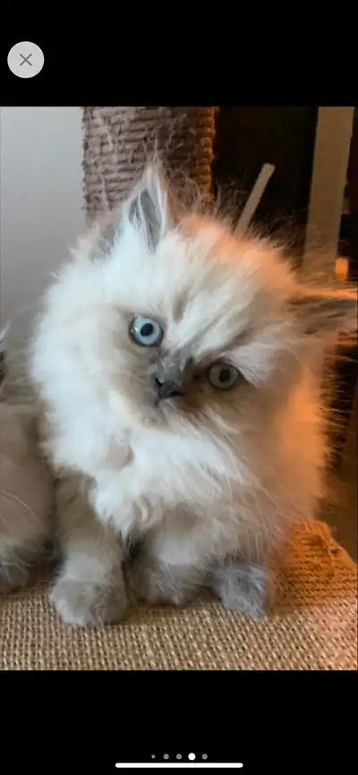 ❤️Chatons himalayen bleu point,vacciné et disponible ❤️, View more