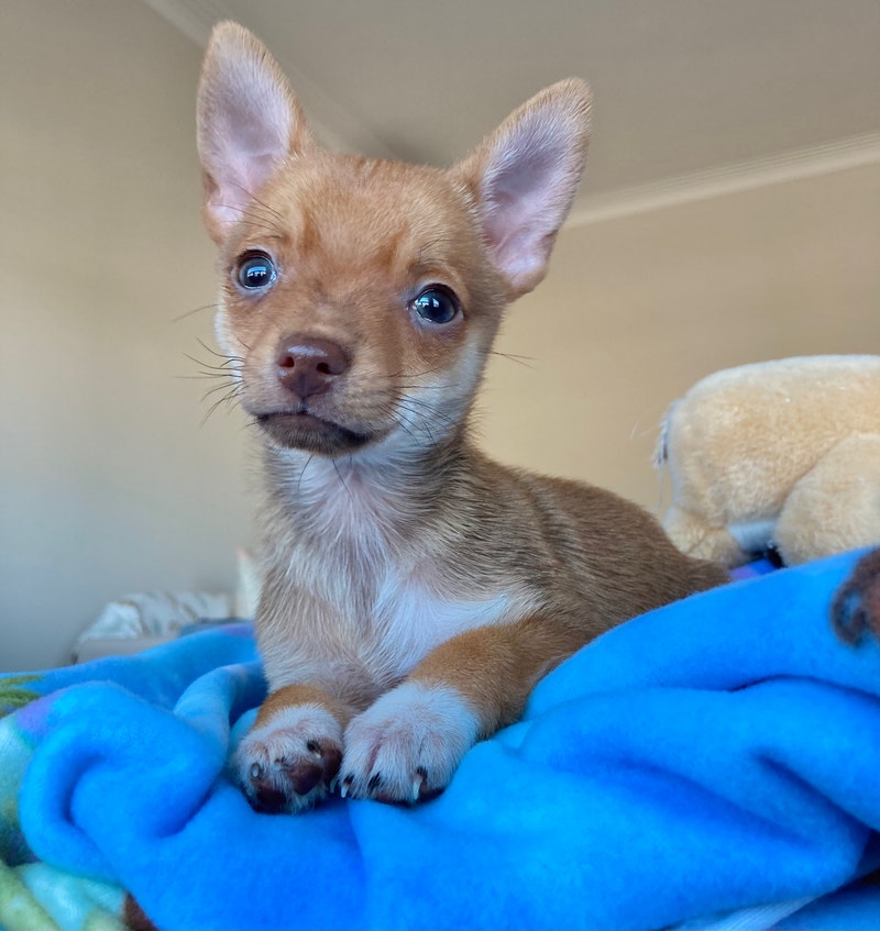 AppleHead Chihuahuas Puppies ️ Dogs & Puppies for Rehoming City of