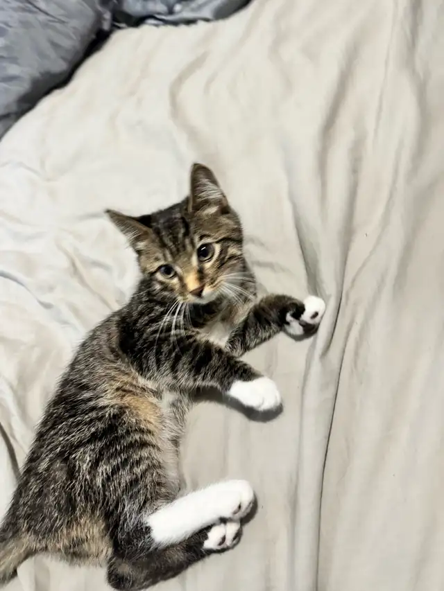 kitten for rehoming | Cats & Kittens for Rehoming | City of