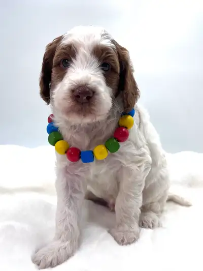Beautiful little litter of 30-40lb when mature, multigenerational Goldendoodles. The parents Ruby an...