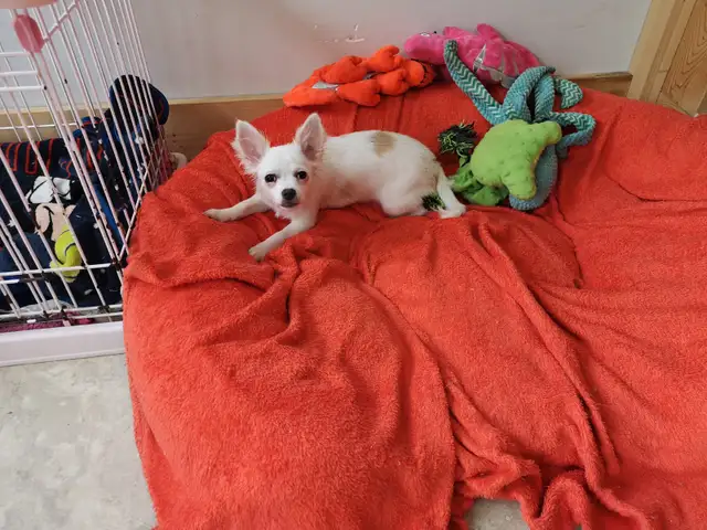 ❤️ VALENTYNE ENTERPRISE ❤️ CHIHUAHUA PUPS READY NOW 705-930-3541 in Dogs & Puppies for Rehoming in Markham / York Region - Image 6