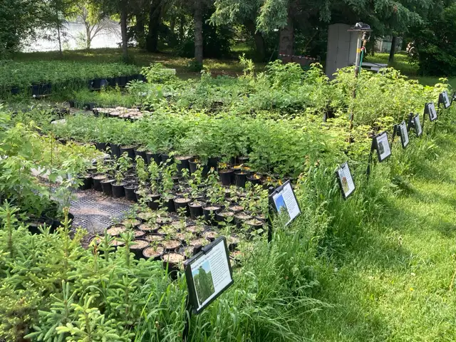 Fall Tree Planting time, container grown