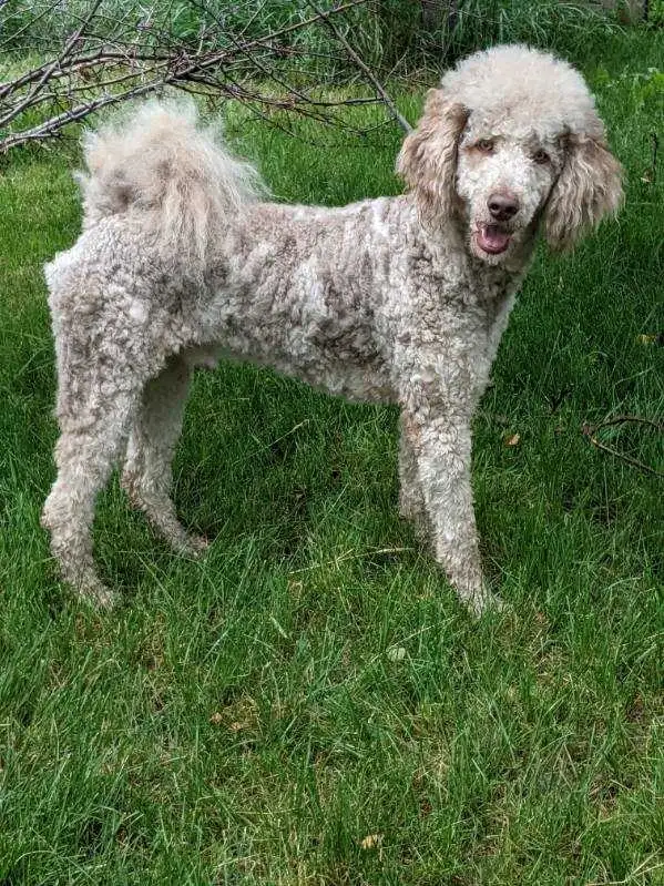 2 Left -  F1 Labradoodle Puppies (Chocolate & Multicolored) in Dogs & Puppies for Rehoming in Delta/Surrey/Langley - Image 8