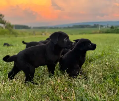 chiot labrador mix berger allemand , View more