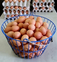 Farm Fresh Rieger Eggs, Armstrong, BC