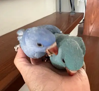Beautiful Ringneck Babies , View more
