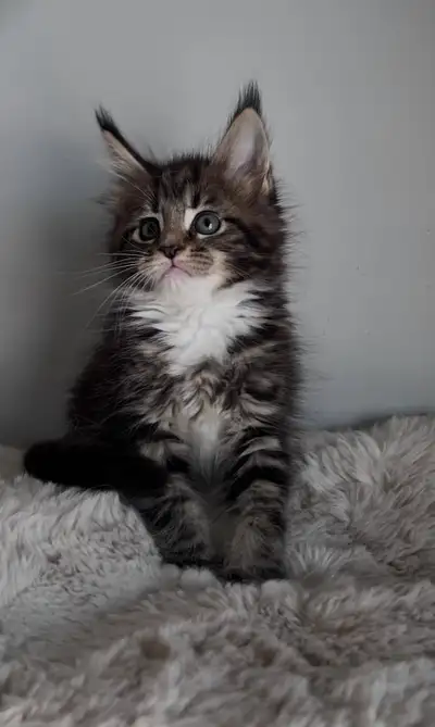 Maine Coon Kittens, View more