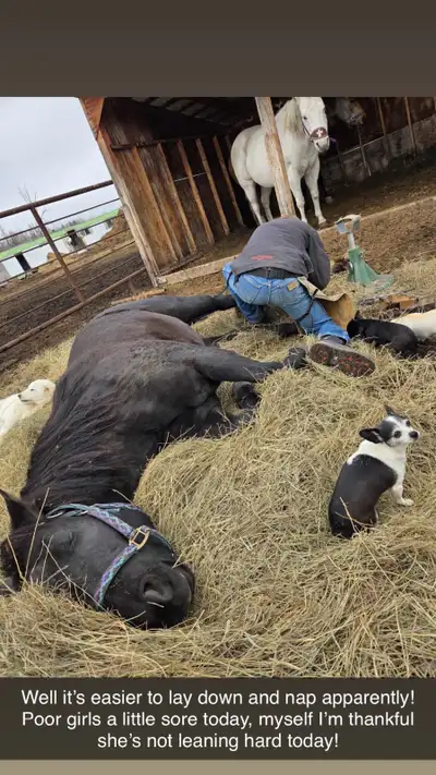 Ranch/ Mountain Horse-Starting & Training, View more