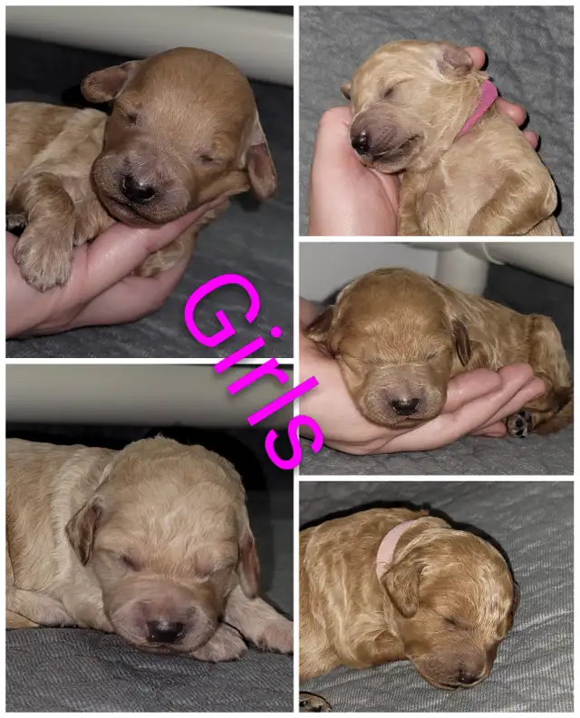 Goldendoodle puppies have arrived! in Dogs & Puppies for Rehoming in Vancouver - Image 5
