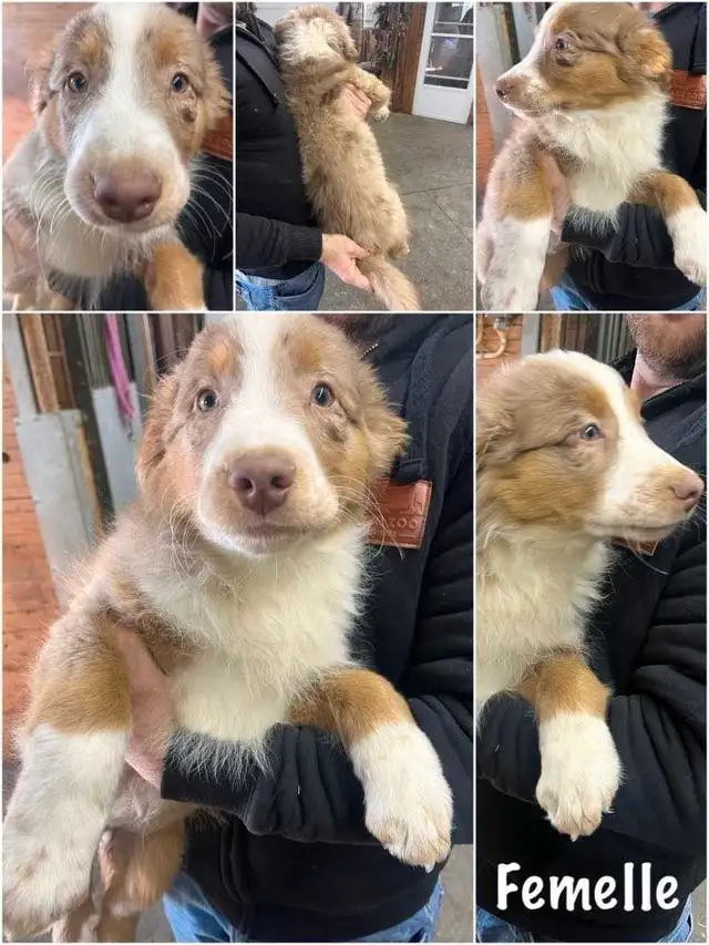Berger australien in Dogs & Puppies for Rehoming in Saint-Hyacinthe - Image 2