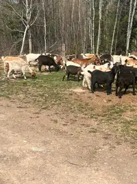 Kiko/boer goats
