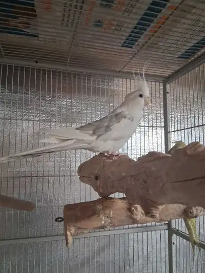 Breeding Pair of Cockatiels, View more