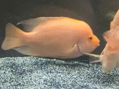 Red Devil Cichlid, View more
