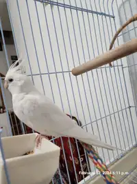 WANTED Albanio cockatiel female wanted for my male bird