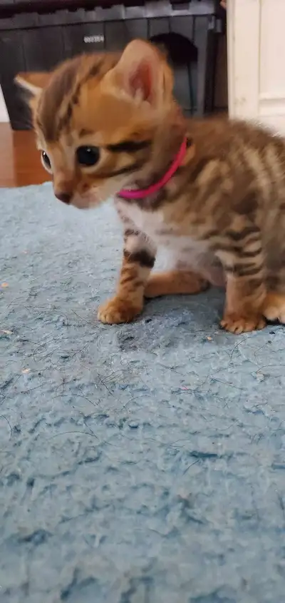 J'ai 3 merveilleux chatons Bengal 3 mâles Nés le 29 Avril 2025 Prêt à quitter pour fin Juin 2025 Pou...