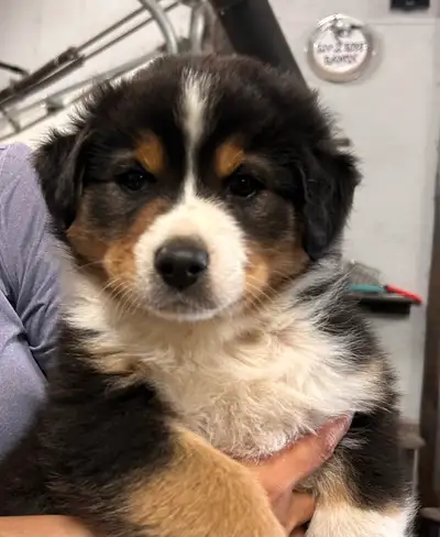 Pure Bred Australian Shepherd Pups, View more