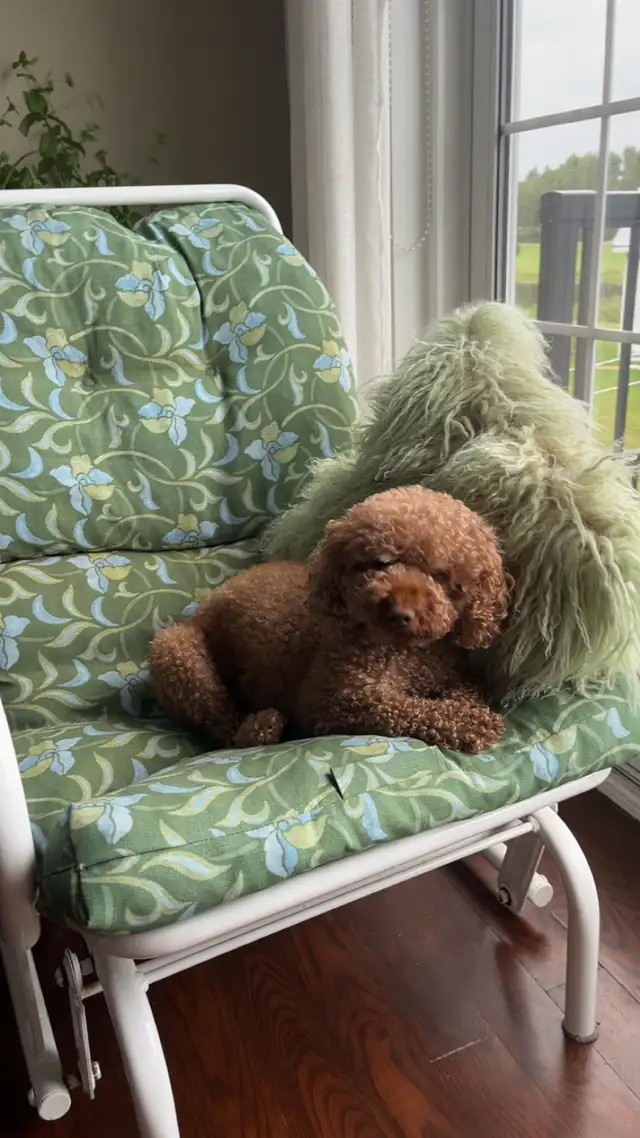 Poodle miniature caniche | Dogs & Puppies for Rehoming | Moncton | Free ...