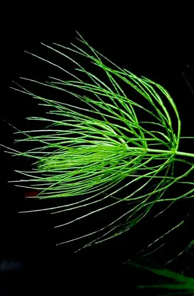Meet Hornwort — the aquarium plant that does it all, View more
