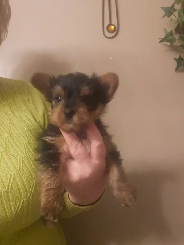 MALE YORKIE PUPPY in Dogs & Puppies for Rehoming in Belleville - Image 3