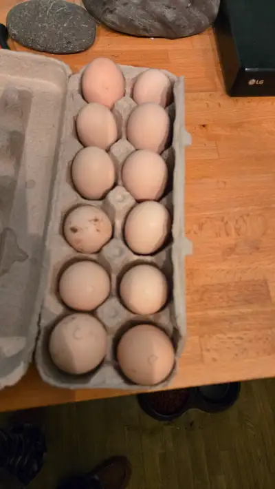 1 dozen Ayam Cemani hatching eggs available . $50 No holds * pics of the parents