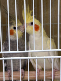 2 cockatiels 6 months old everything for 300