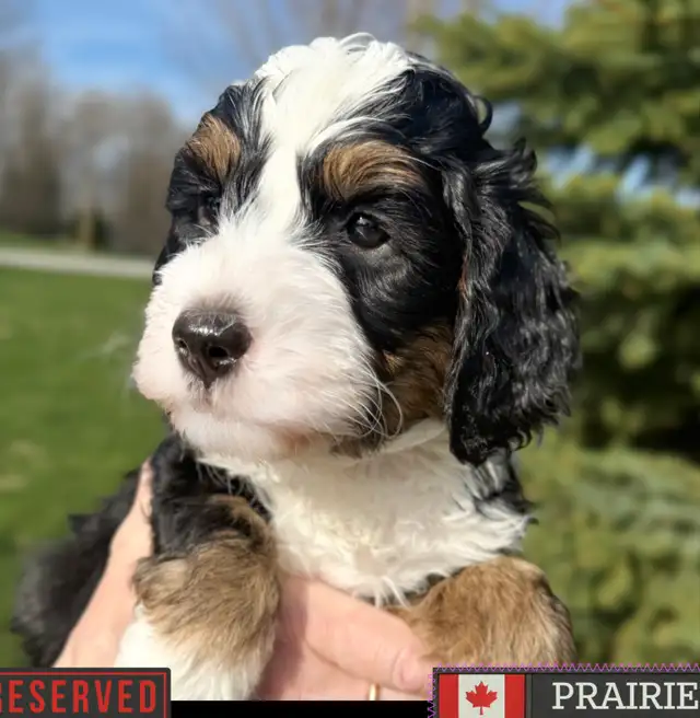 Guardian Home Wanted: Love a Bernedoodle, We Cover the Rest! in Dogs & Puppies for Rehoming in Markham / York Region - Image 7