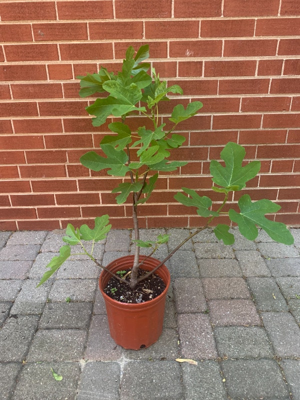CHICAGO HARDY FIG TREES Plants, Fertilizer & Soil City of Toronto