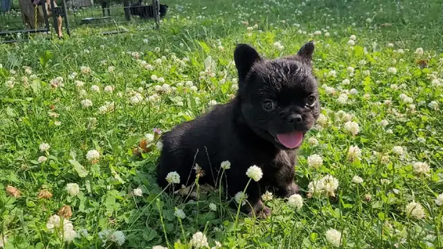 Fluffy French bulldog puppies in Dogs & Puppies for Rehoming in City of Toronto - Image 4