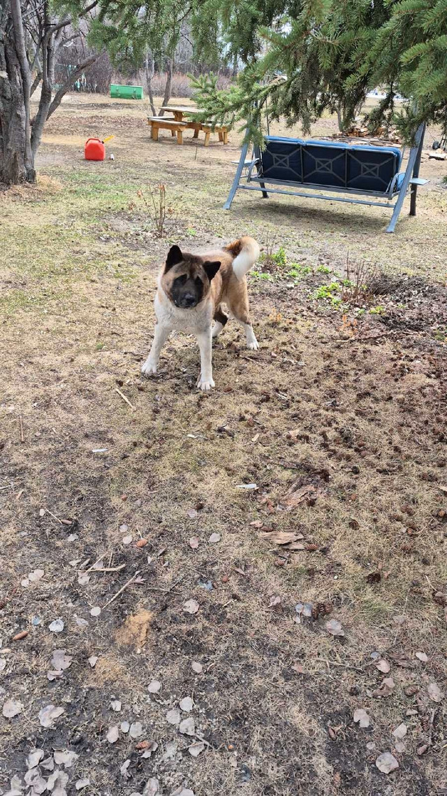American Akita in Other in Fort St. John - Image 2