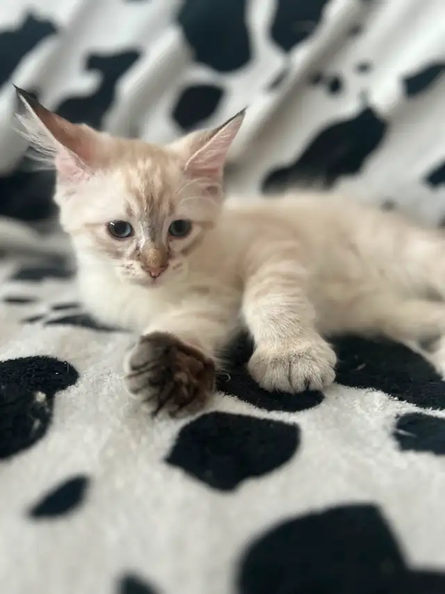 Highland lynx in Cats & Kittens for Rehoming in Québec City - Image 4