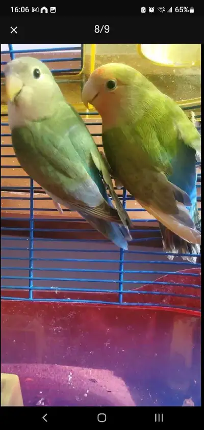 SWEET LITTLE LOVE BIRDS READY TO GO SOFT ,CUTE,CUDDLY. WE HAVE A FEW TO CHOOSE FROM . THANK YOU WE H...