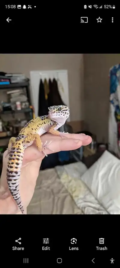 Two leopard geckos for sale. Very beautiful. Asking $75 each. Pick up only, message for more info.