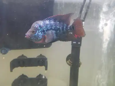Blue Flowerhorn Cichlid, View more
