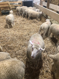 Ram/ewe lambs 
