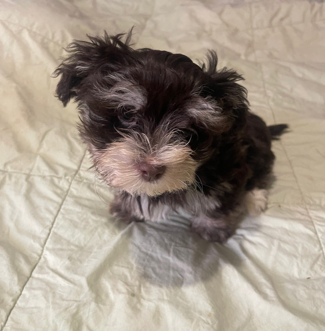 Havanese Puppy in Dogs & Puppies for Rehoming in Mississauga / Peel Region